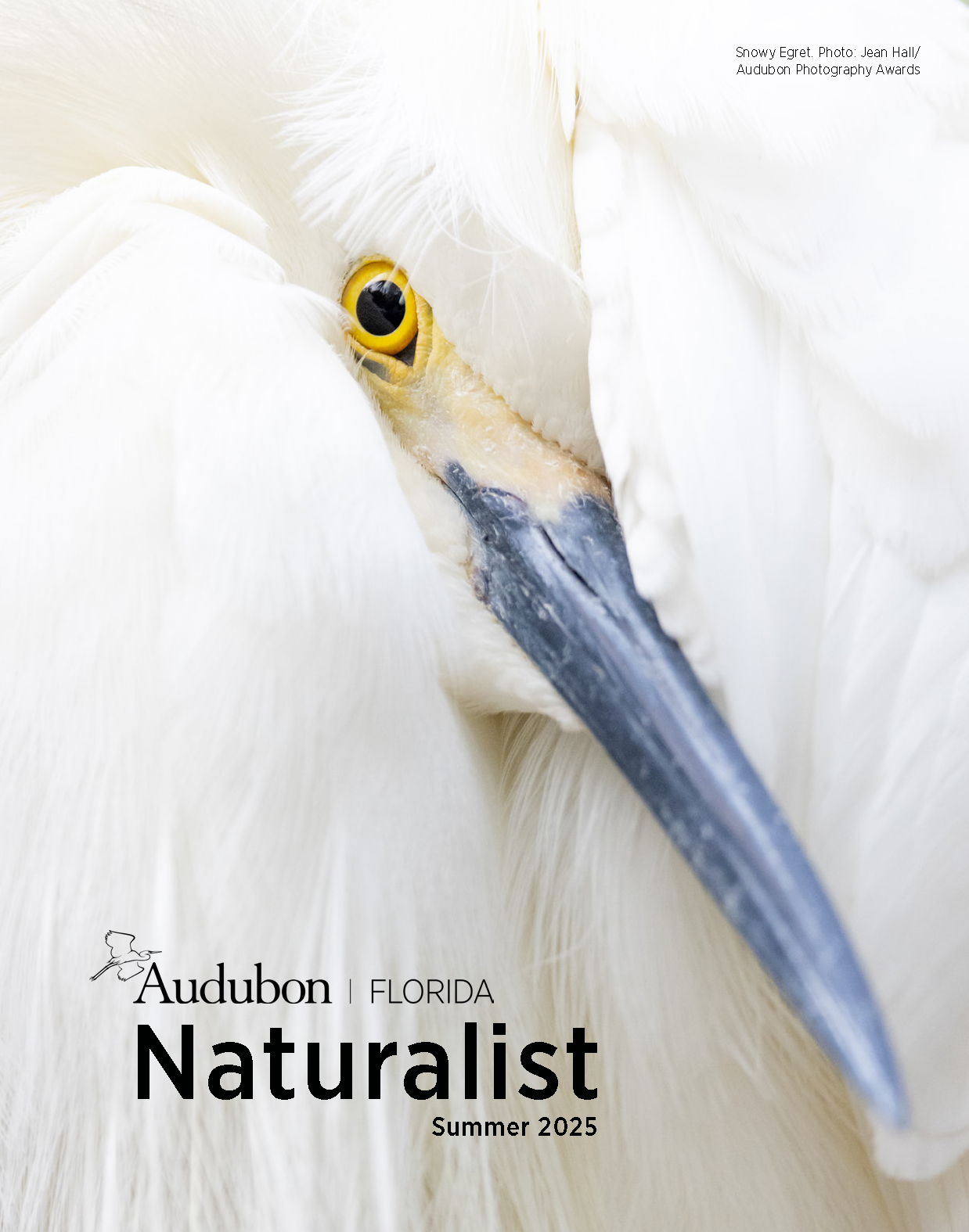 Cover of a magazine with a Snowy Egret